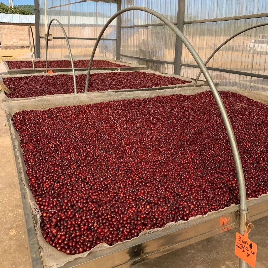 كولومبيا Finca Manantiales - تصفية القهوة الكولومبية