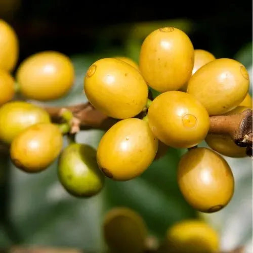 Brazil SanCoffee - Espresso