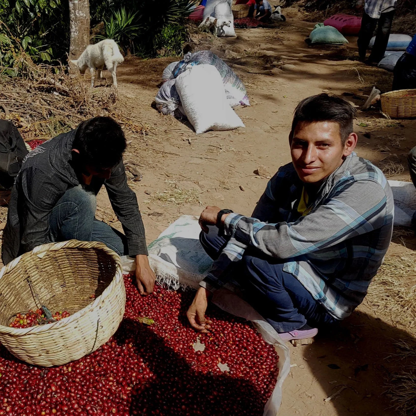 El Salvador Montevideo - Espresso