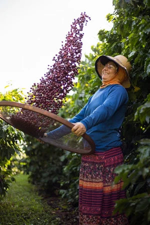 Coffee farmer harvesting ripe coffee cherries at Brazil Capricorn origin farm, Alta Mogiana