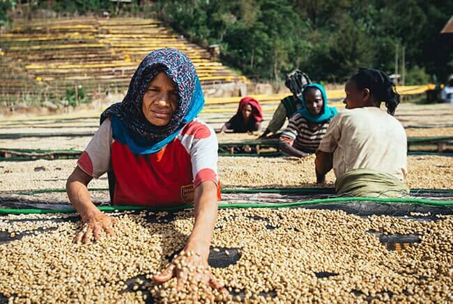 Ethiopia Banko Hatartu - Filter