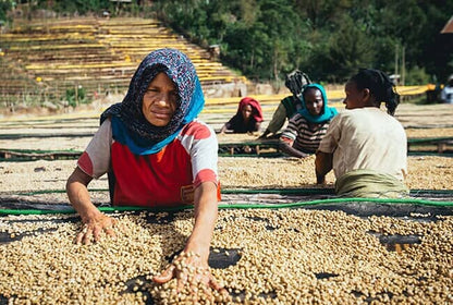 Ethiopia Banko Hatartu - Filter