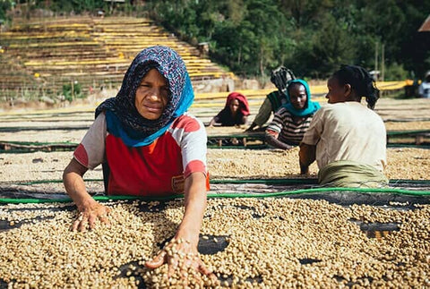 Ethiopia Banko Hatartu - Filter
