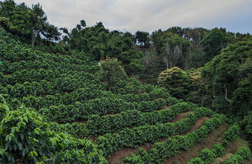 Costa Rica "Black Honey" Filter