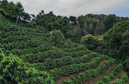 Costa Rica "Black Honey" Filter