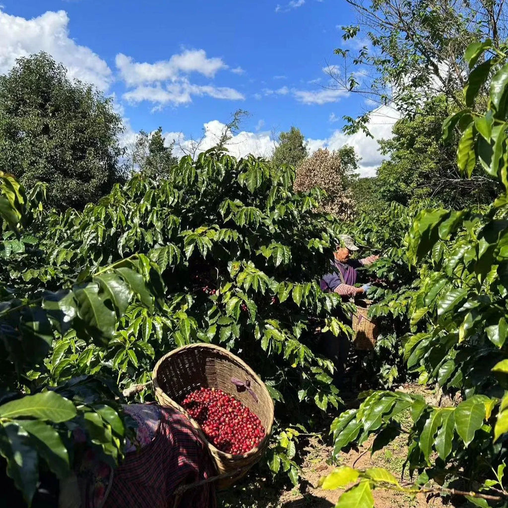 China Pu'er - Filter