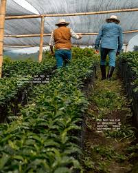 Colombia Puma Estate - Espresso