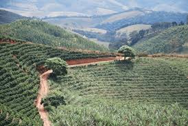 Papua New Guinea "Sweet Cascades" - Espresso