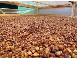 El Salvador Bourbon Honey - Espresso & milk