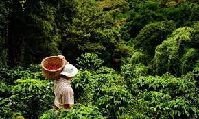 El Salvador Monteverde - Espresso