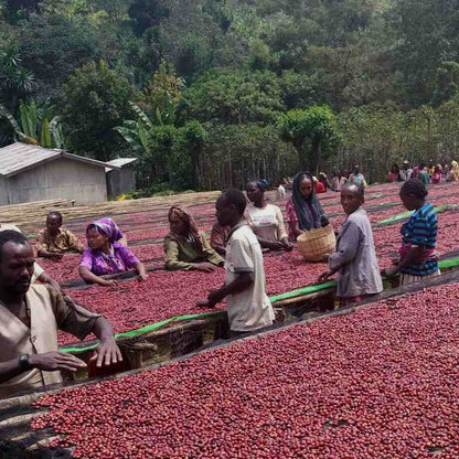 إثيوبيا Hambela Wamena Lot 0714 - Espresso القهوة الاثيوبية
