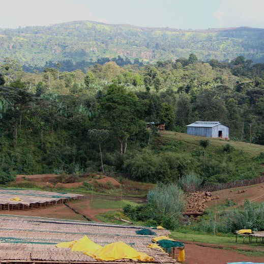 Ethiopia Guji Hambella - Espresso