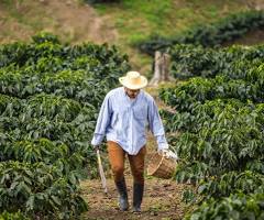 Honduras Las Calaveras &quot;Golden Cream&quot; - Espresso