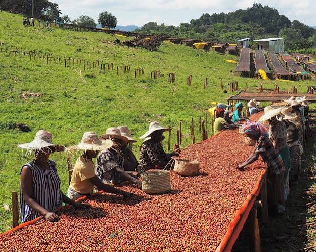 Ethiopia Tadesse Kosha - Filter