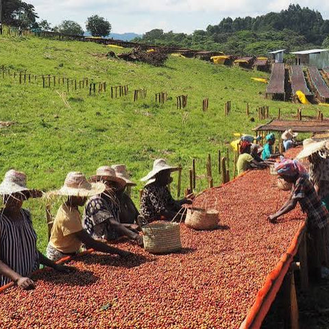 Ethiopia Tadesse Kosha - Filter