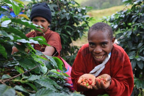 Papua New Guinea "Sweet Cascades" - Espresso & milk