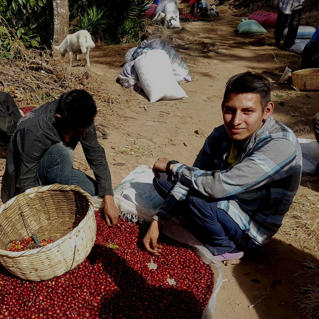 El Salvador Montevideo - Espresso
